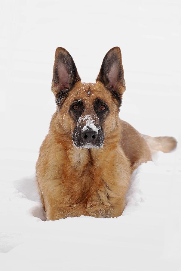 Snow Portrait Of A German Shepherd Dog Photograph by Angie Tirado