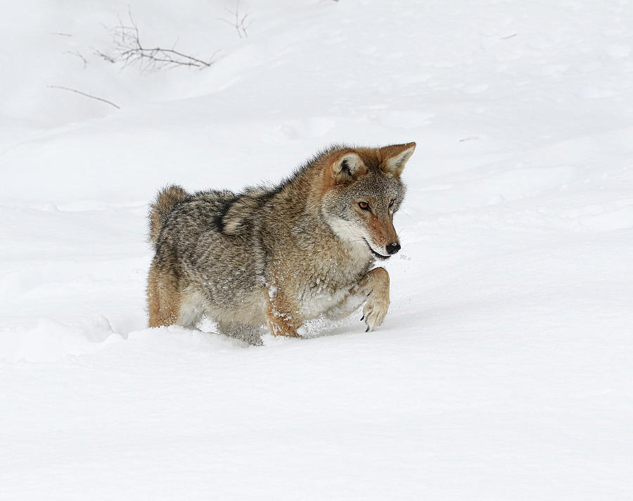 Snow Prowler #1 Photograph by Steve McKinzie