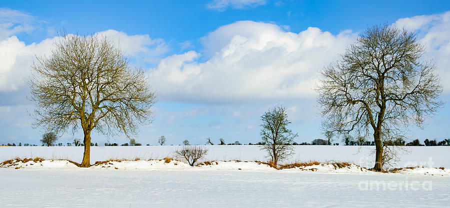 Snow scene Photograph by Colin Rayner