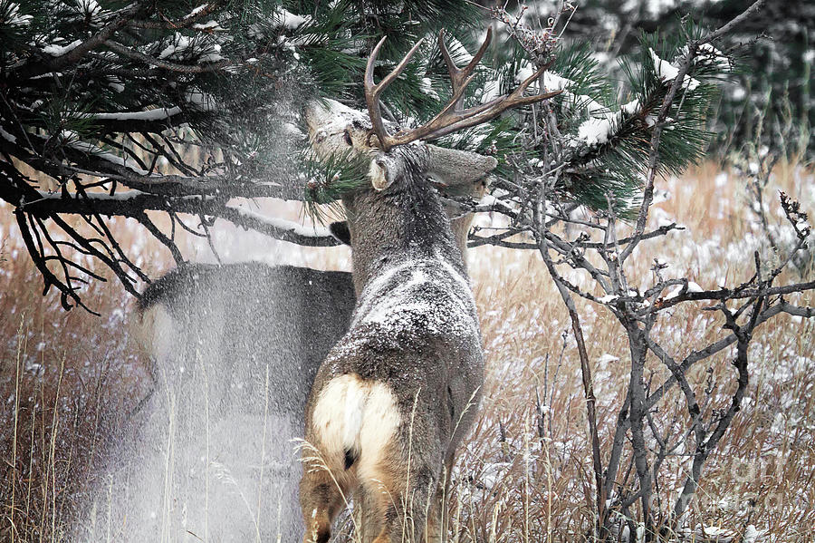 Snow Showers #2 Photograph by Jim Garrison