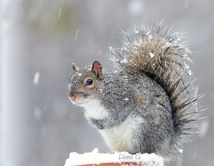Snow Squirrel  #1 Photograph by Diane Giurco