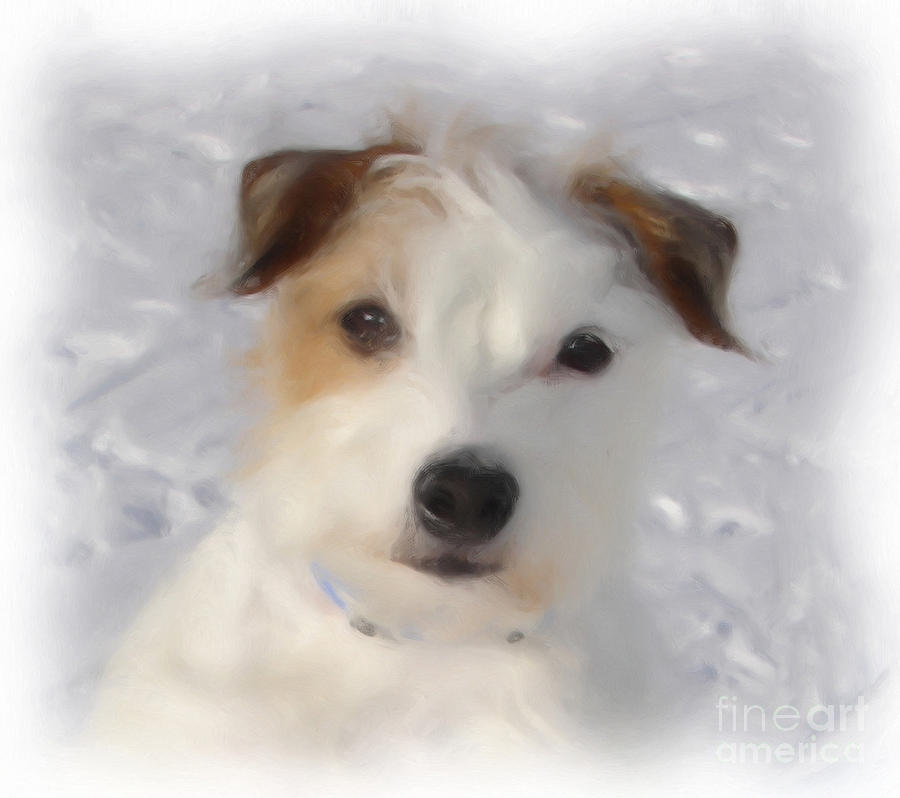 Jack Russel Terrier Painting - Snow White #1 by Jan Daniels