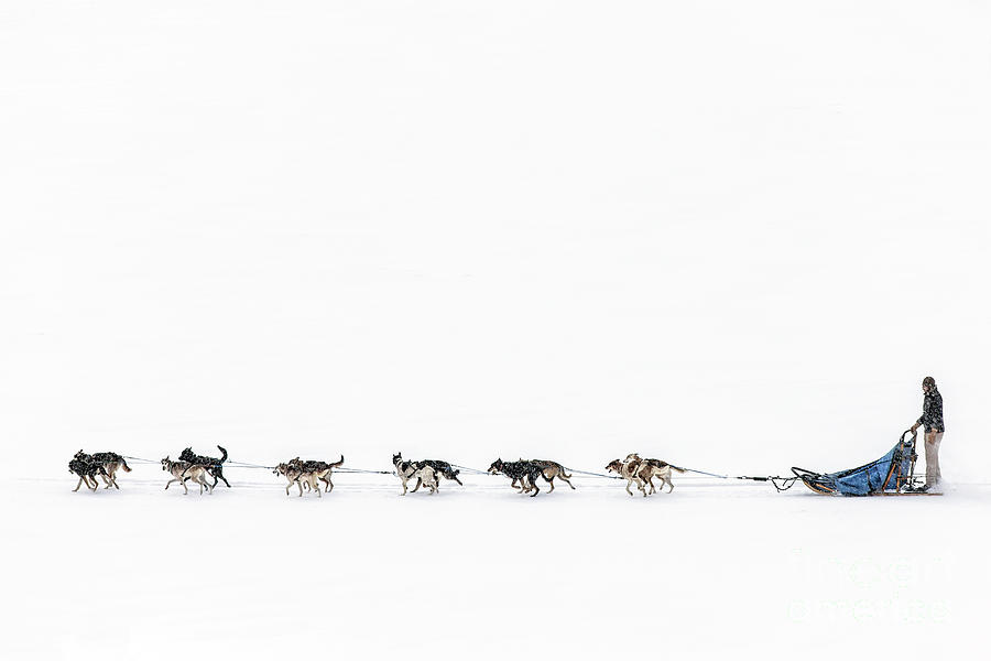 Dog Photograph - Snowbound #1 by Evelina Kremsdorf