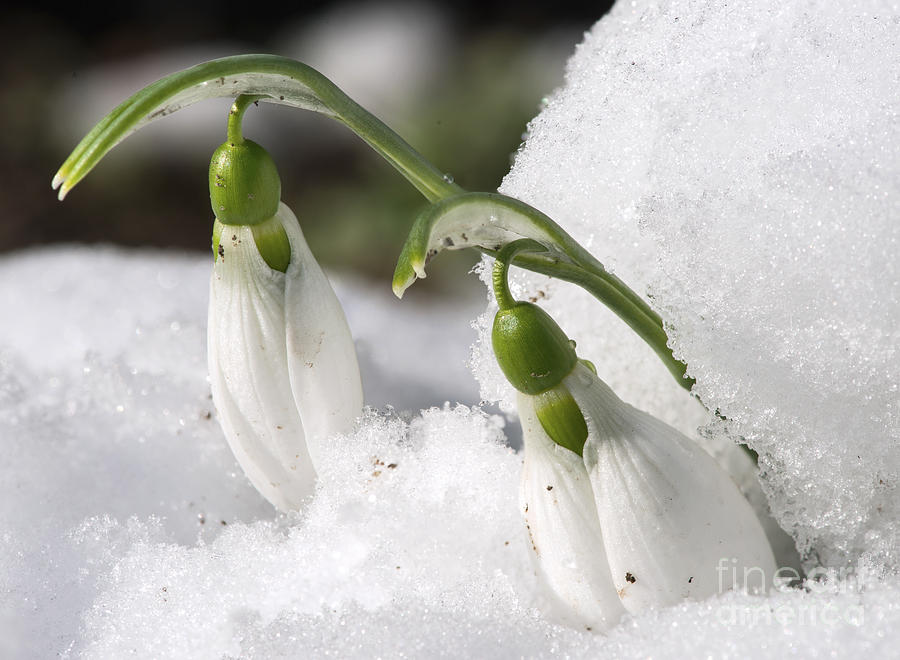 Flower Photograph - Snowdrop flower in a snow #1 by Deyan Georgiev