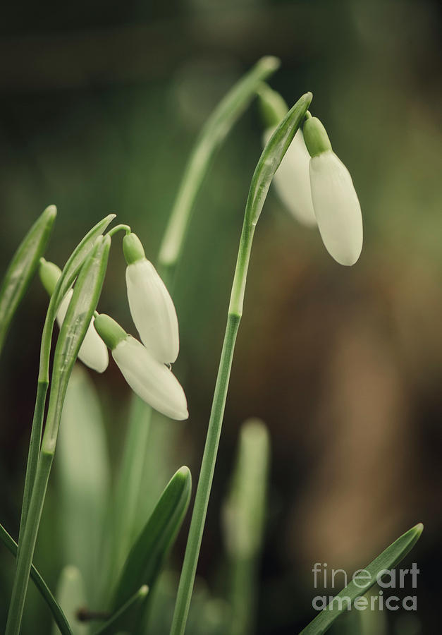 Snowdrop plant, closed flowers, Galanthus nivalis #1 Photograph by Perry Van Munster