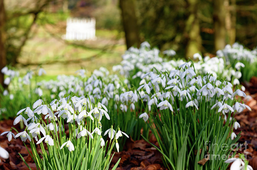 Snowdrops #1 Photograph by Colin Rayner