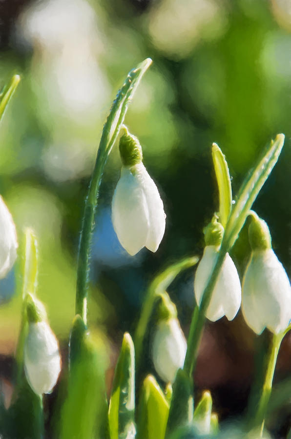 Watercolour Snowdrops Photograph by Marilyn Wilson