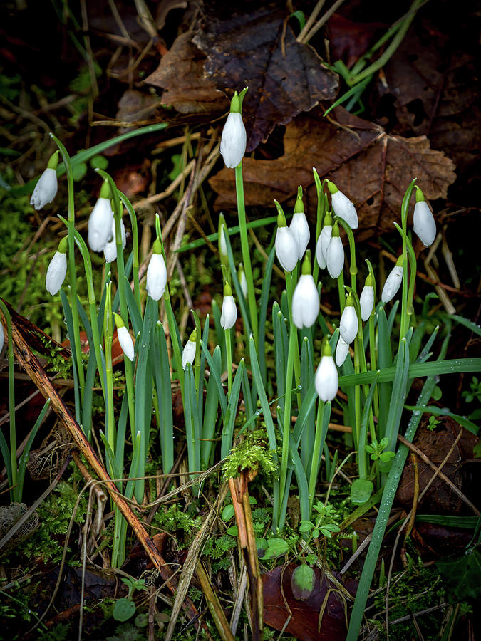 Snowdrops #1 Photograph by Mark Llewellyn
