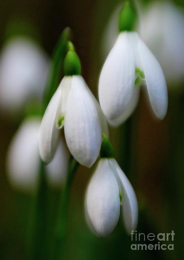 Snowdrops #1 Photograph by Martyn Arnold