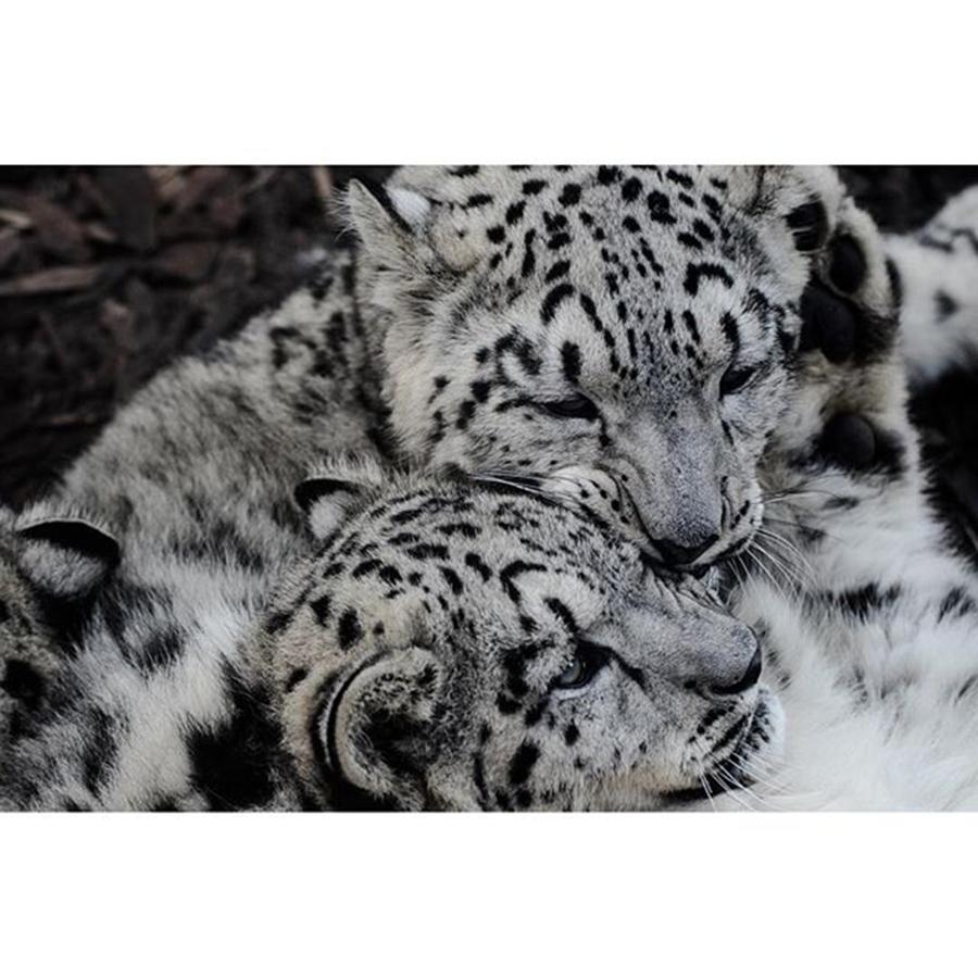 Wildlife Photograph - #snowleopard #animal #wildlife #cute #1 by Daniel Precht Photography