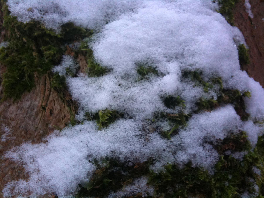 Winter Photograph - Snowman by Sara Efazat Winter Photograph - Snowman by Sara Efazat