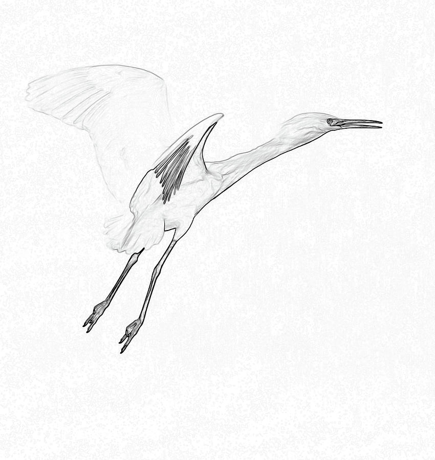 Snowy Egret Art #1 Photograph by Tam Ryan