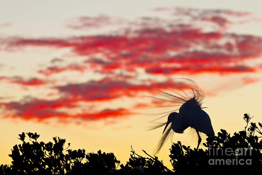 Snowy Egret At Sunset #1 Photograph by Juan Carlos Muoz