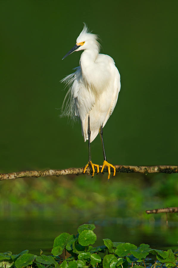 Nature Photograph - Snowy Egret Egretta Thula, Tortuguero #1 by Panoramic Images