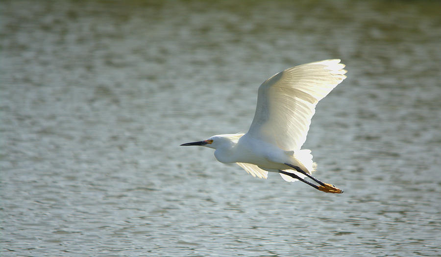 Snowy Egret In Flight Over The Lake Photograph by Roy Williams - Fine ...