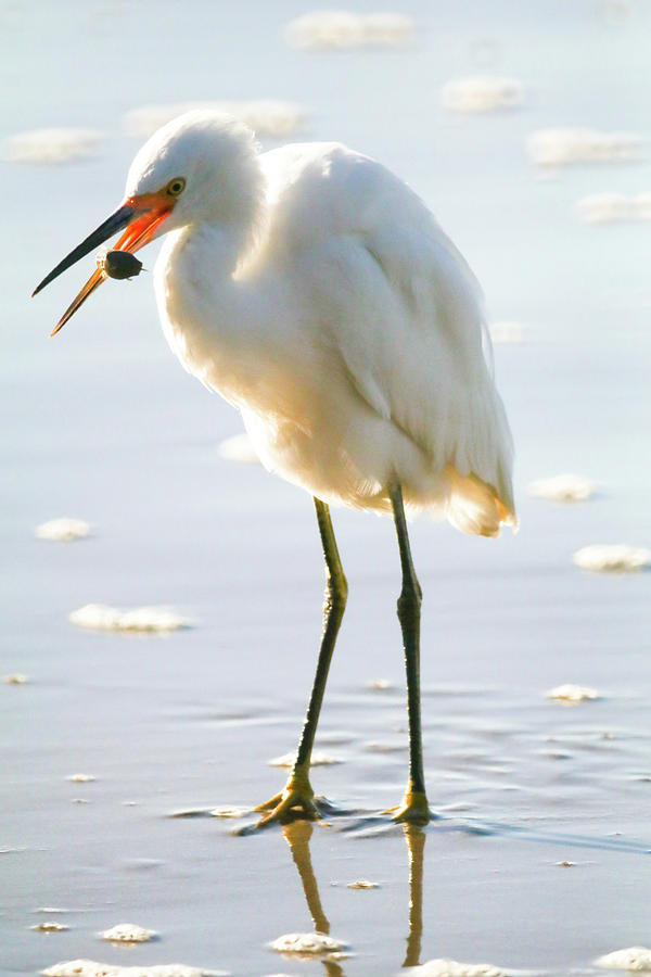 Snowy Egret #1 Photograph by Dr Janine Williams