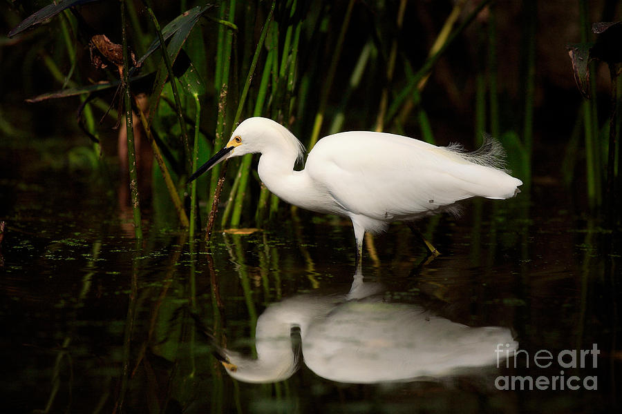 Nature Photograph - Snowy Egret #1 by Matt Suess