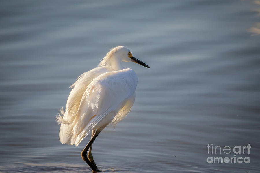 Snowy Egret by Richard Smith Snowy Egret by Richard Smith