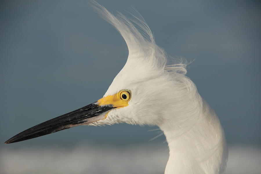 Snowy Egret #1 Photograph by Sean Allen