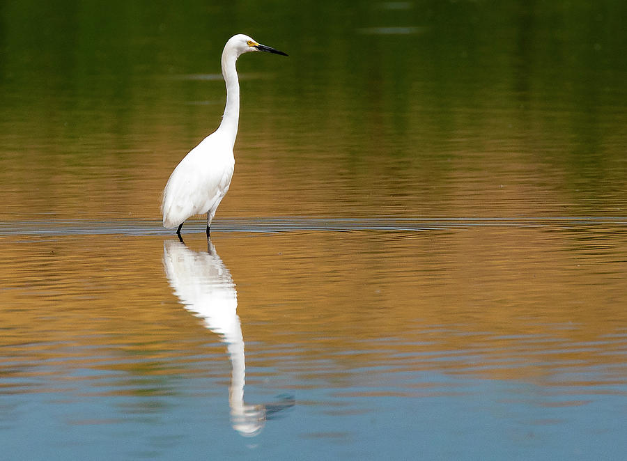 Snowy Egret with Reflections #2 Photograph by Lowell Monke