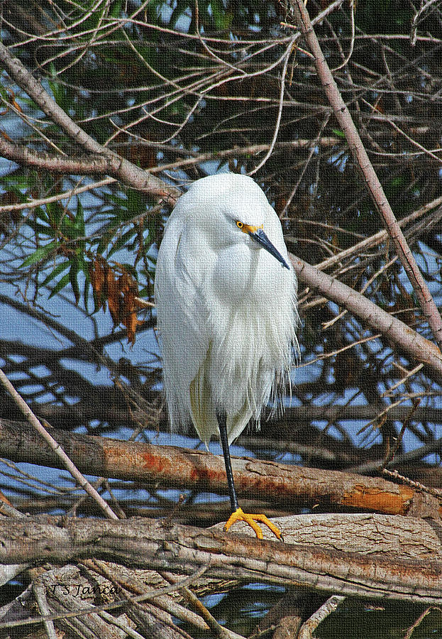 Snowy Egret With Yellow Feet #1 Photograph by Tom Janca