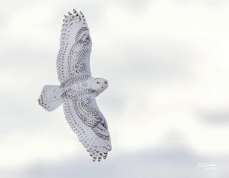 Snowy flyby #1 Photograph by Don Anderson
