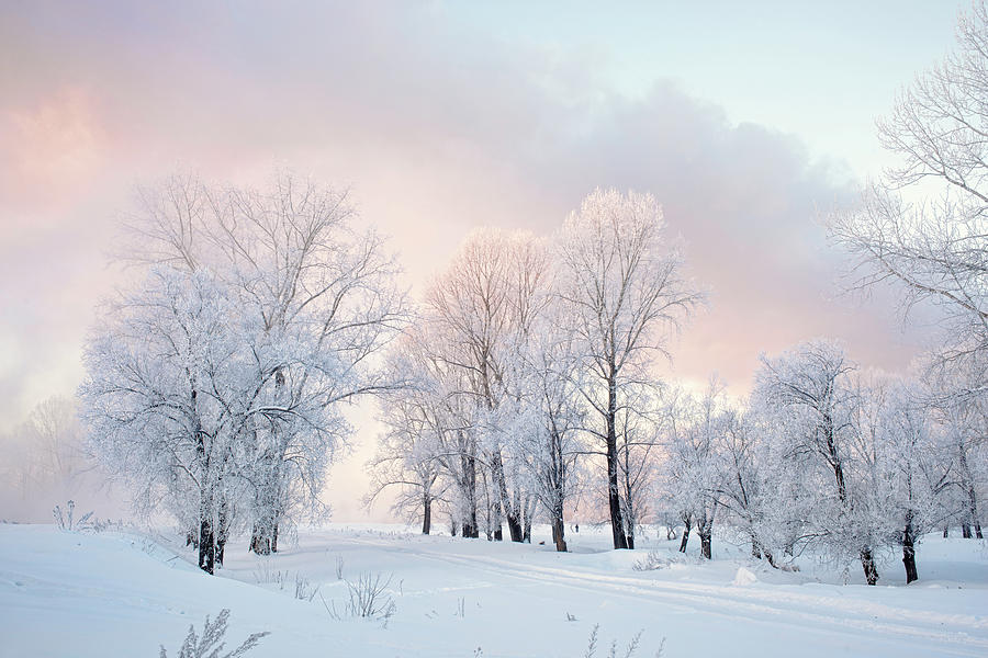 Snowy frozen landscape of sunrise on lakeside with trees Photograph by Oleg  Yermolov