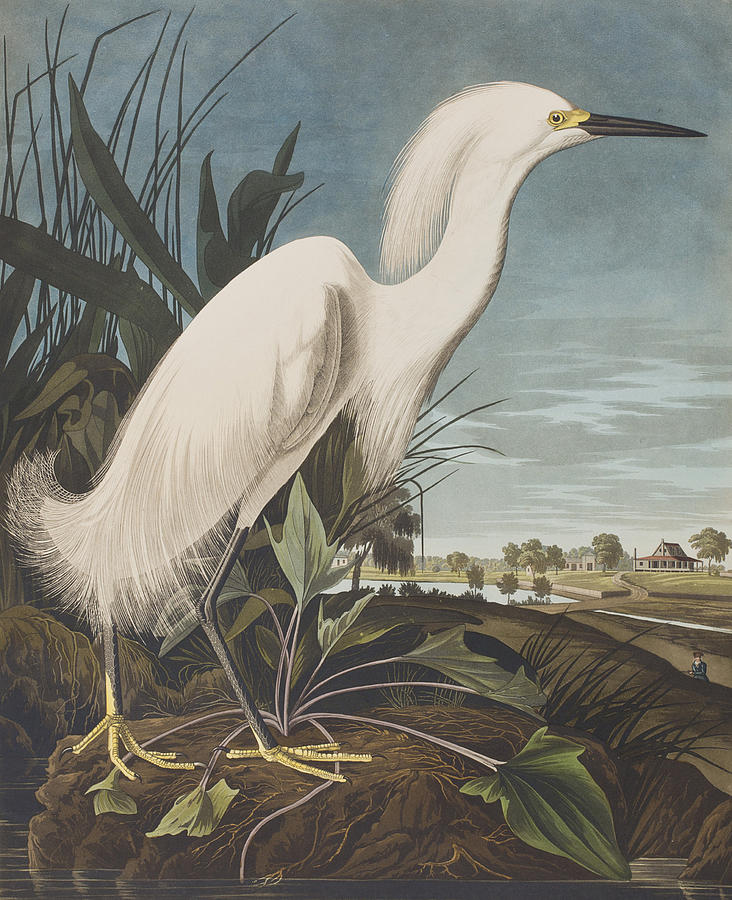 Snowy Heron  Painting by John James Audubon