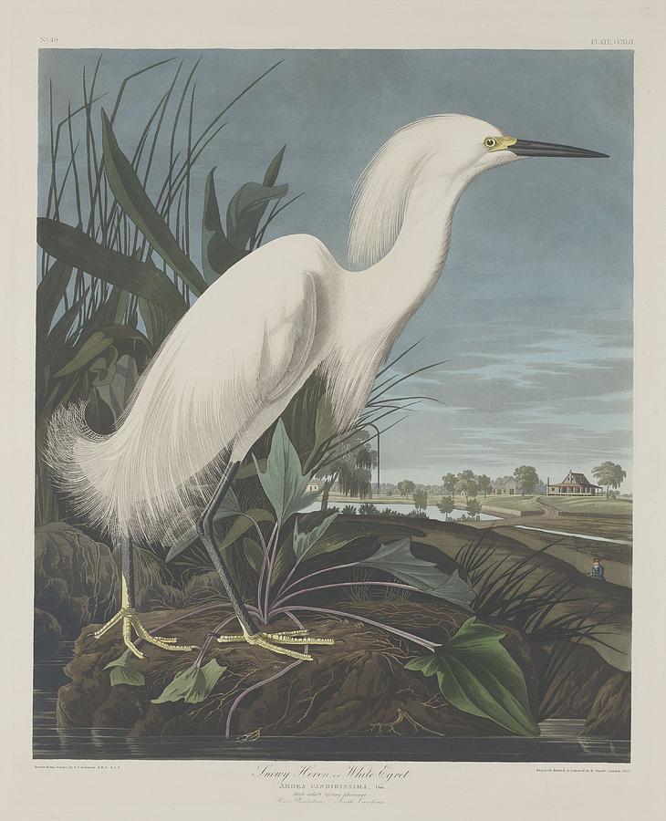 John James Audubon Drawing - Snowy Heron or White Egret #1 by Dreyer Wildlife Print Collections 