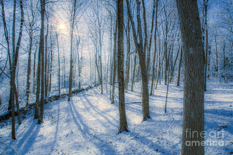 Snowy New England Forest Photograph