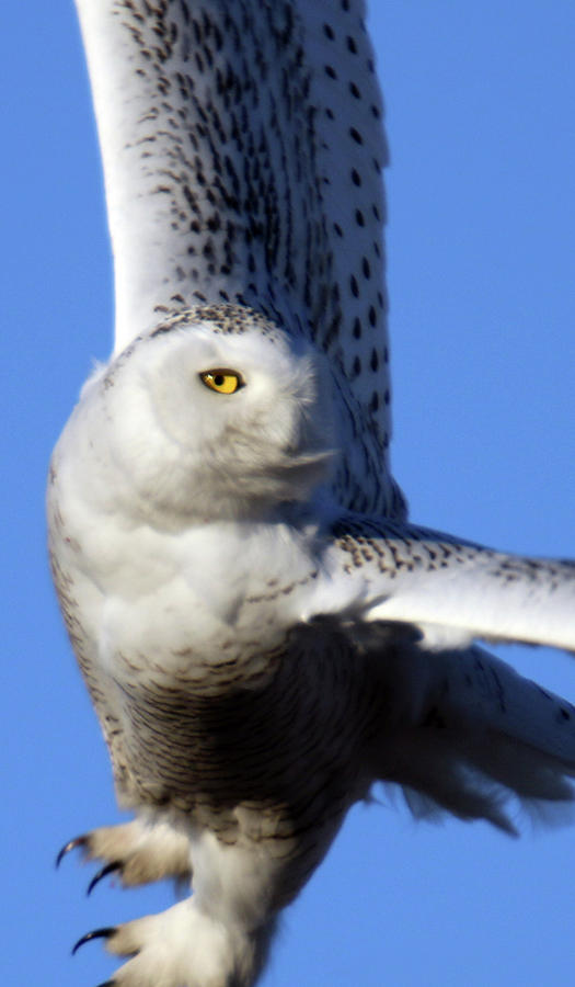 Snowy Owl 2 #1 Photograph by Brook Burling