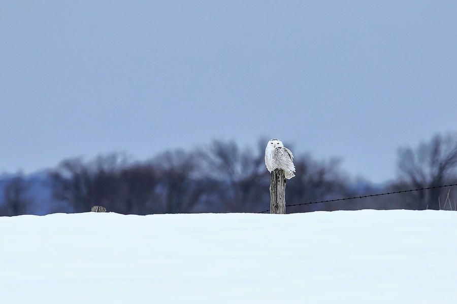 Snowy Owl 2 #1 Photograph by Gary Hall