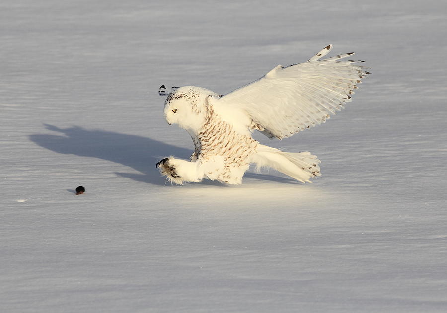 Snowy Owl And A Mouse #1 Photograph by Akihiro Asami