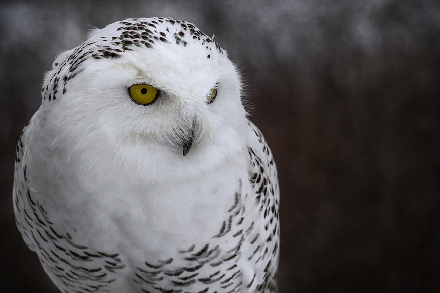 Snowy Owl #1 Photograph by Angie Rea