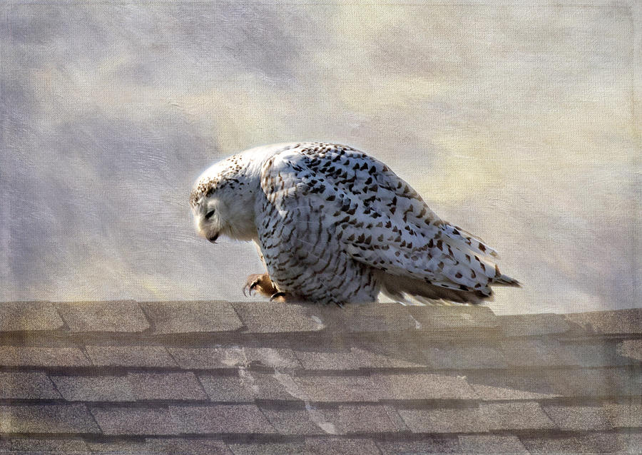 Snowy Owl  #1 Photograph by Betty Pauwels