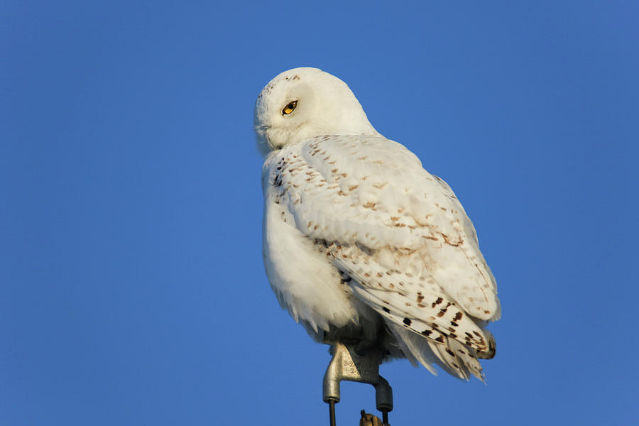 Snowy owl #1 Photograph by Brook Burling