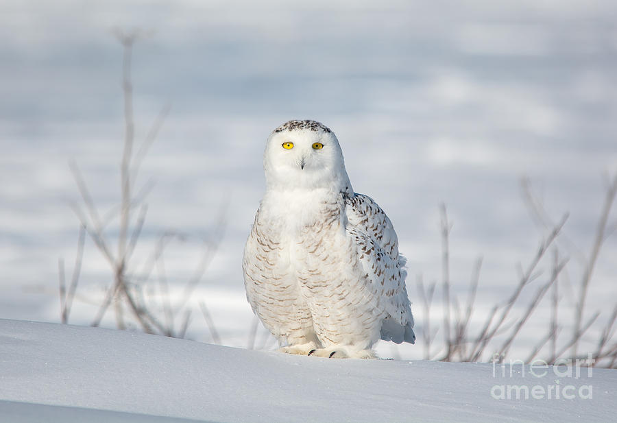 Snowy Owl #1 Photograph by Cheryl Baxter