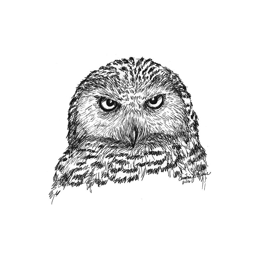 Snowy Owl Drawing by Christine StPierre