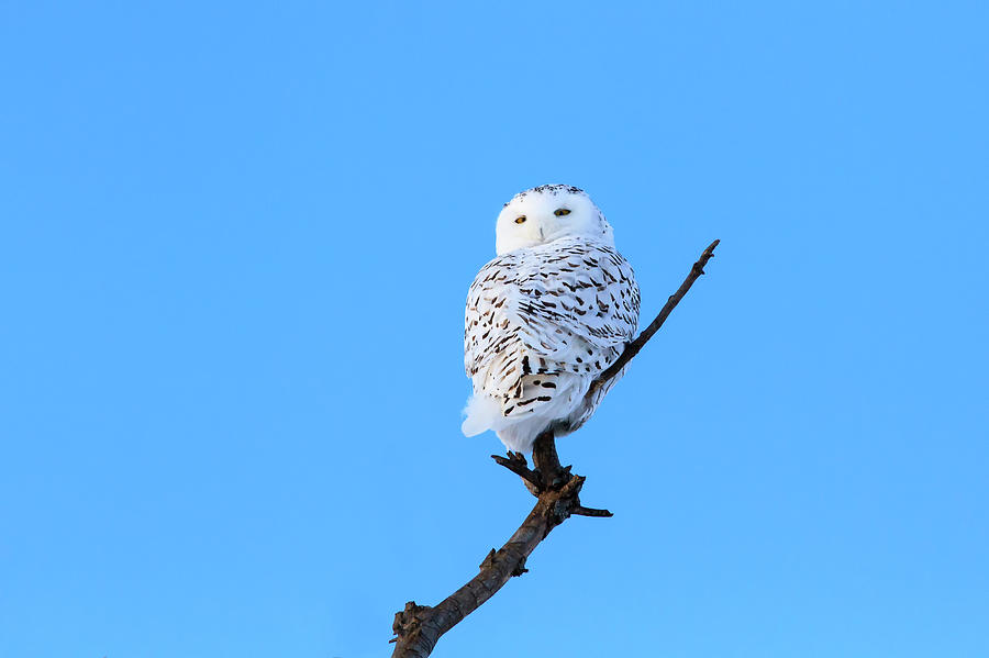 Snowy Owl #1 Photograph by Gary Hall