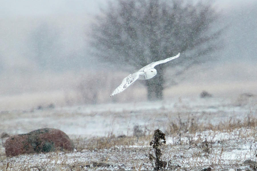Snowy Owl in Flight #1 Photograph by Gary Hall