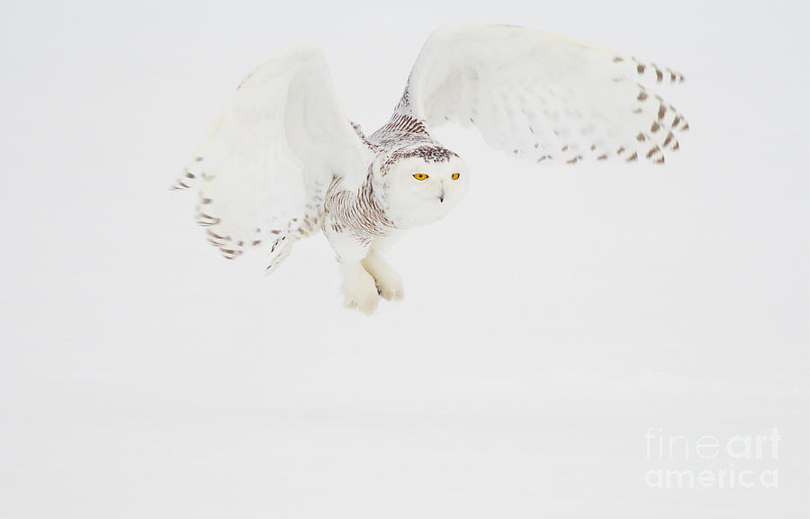Snowy Owl In Flight #1 Photograph by Marie Read