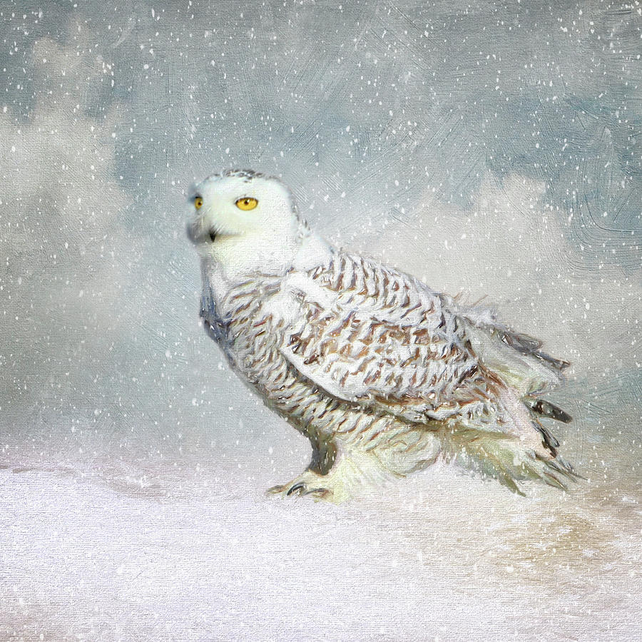 Snowy Owl Photograph by Karen Lynch