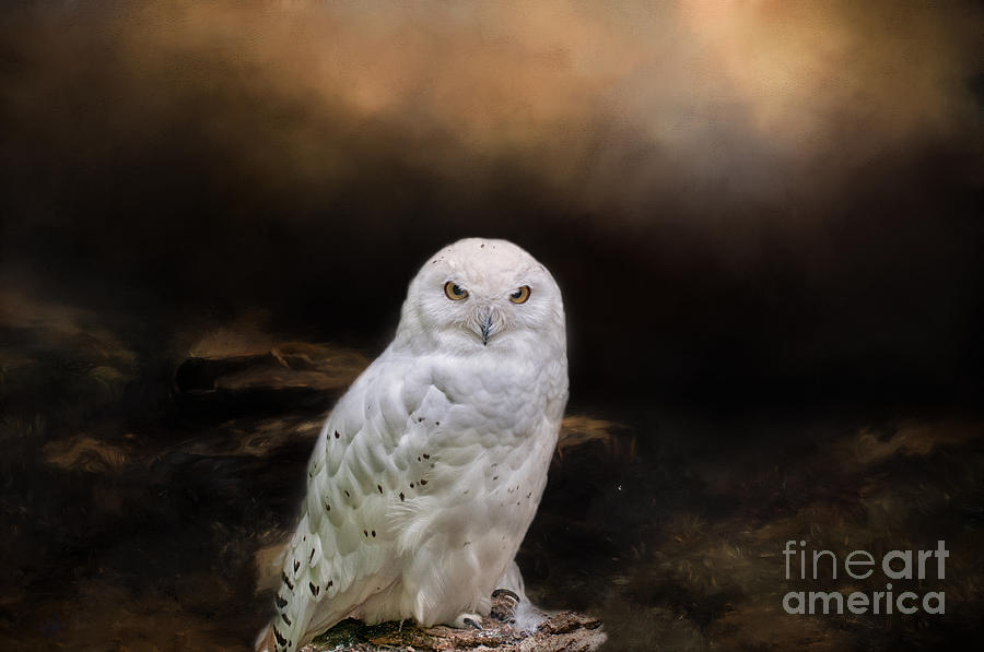 Snowy Owl Photograph