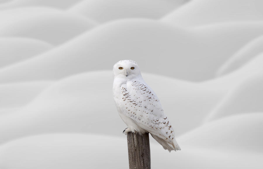 Winter Photograph - Snowy Owl #1 by Mark Duffy