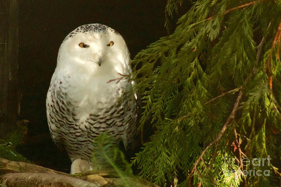 Snowy Owl #1 Photograph by Sean Griffin