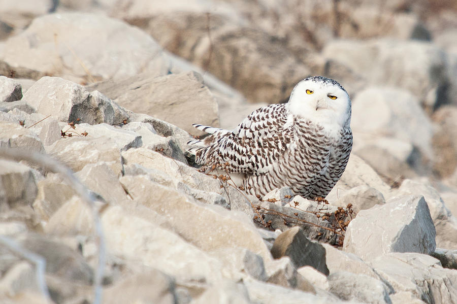 Snowy Owl #1 Photograph by Steve Stuller
