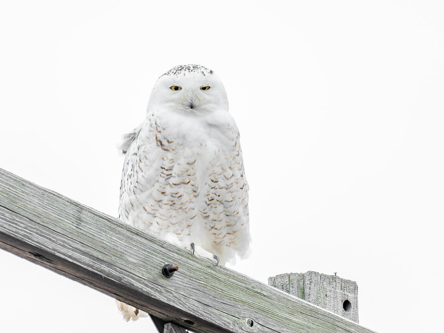 Owl Photograph - Snowy Owl #1 by Victor Hiltz