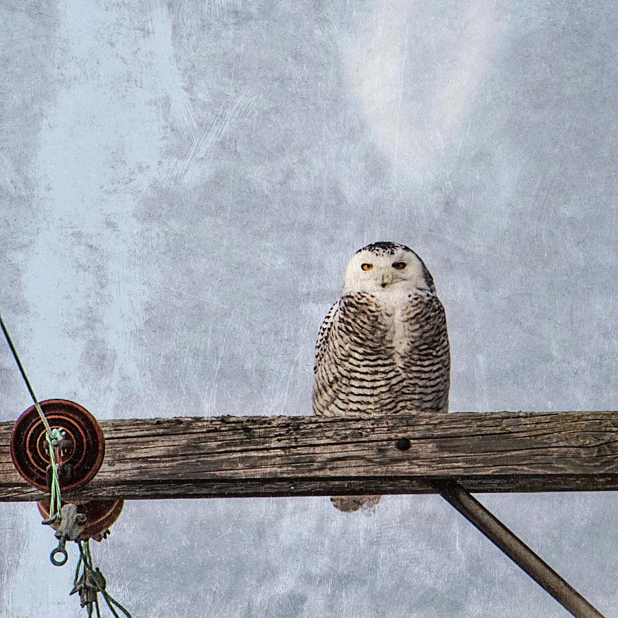 Snowy Owl  #1 Photograph by Winnie Chrzanowski