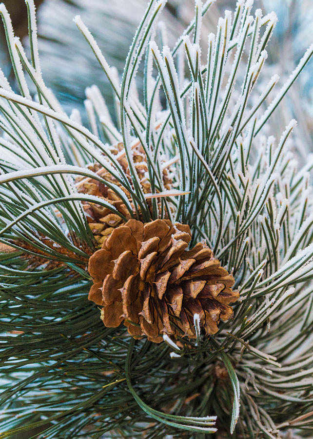 Snowy Pine Cones #1 Photograph by Dawn Key