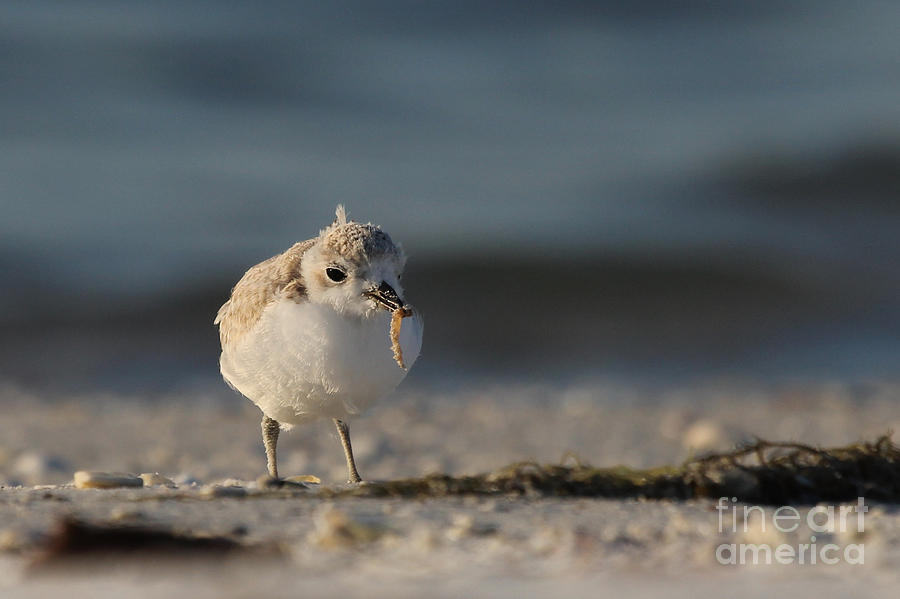 Nature Photograph - Snowy Plover #1 by Meg Rousher